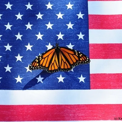 Monarchs frequently show up in the Garvey garden during Memorial Day weekend. This year was no exception, but this image wasn't taken during the 2024 Memorial Day weekend. (Photo by Kathy Keatley Garvey)