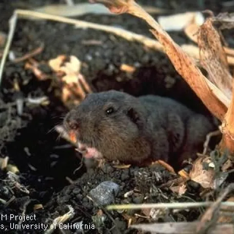 A brown rodent sticking its upper body out of a hole in the ground.