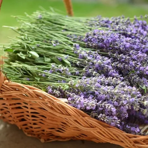 Lavender drying in a basket.