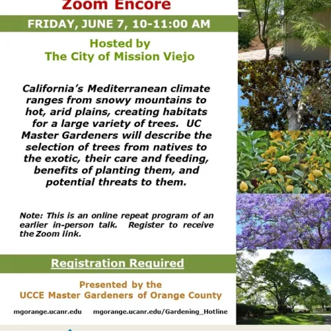 Don't Miss Our Zoom Encore: Trees in the California Landscape