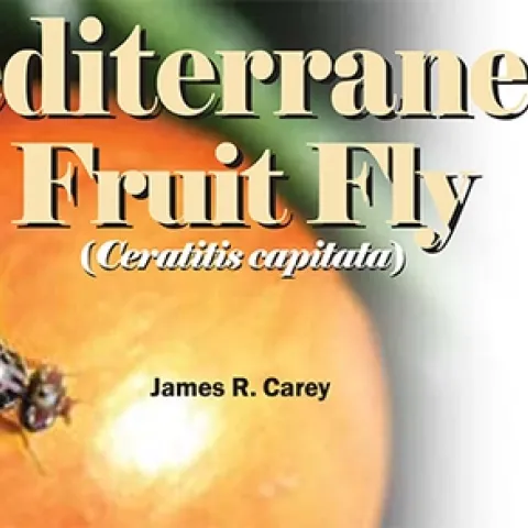 UC Davis distinguished professor James R. Carey has written numerous research articles on the Mediterranean fruit fly.