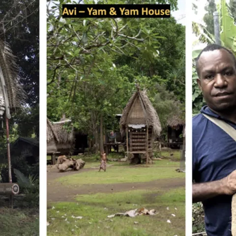 On right, Phil Waisen holds a yam, a major food crop in Papua New Guinea. On left and center are yam houses, where the crop is stored.