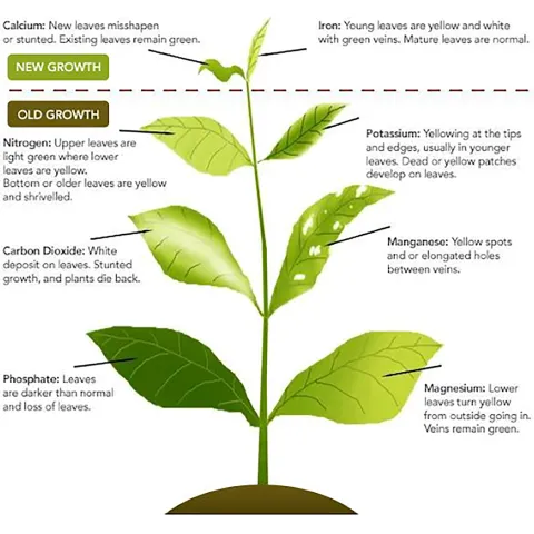 Look closely at the plant and observe! Ask the Expert - Extension