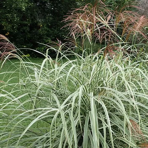 Miscanthus sinensis. Photo: Wikimedia Commons