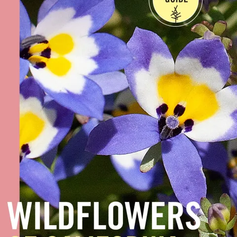 Wildflowers-of-California-Cover-1431x2048
