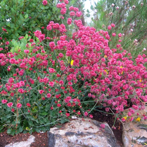 Rosy buckwheat (Eriogonum grande var. rubescens). Photo courtesy of Annie's Annuals and Perennials.