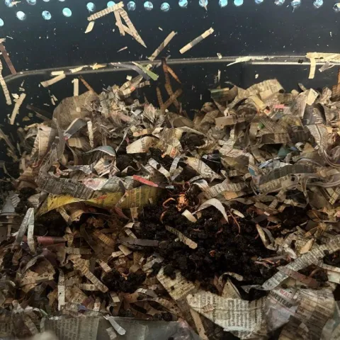 Bin with fresh bedding in place. Photo courtesy of Lorraine Frey.