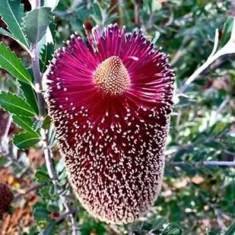 Banksia praemorsa Red. Photo courtesy of Waltzing Matilija Nursery, www.waltzingmatilija.com