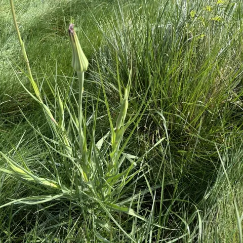 Tragopogon porrifolius Flower Bud