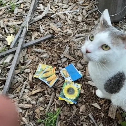 Snugs and the seed packets. Photos by Brenda Altman