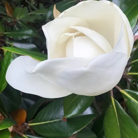 Magnolia Photo by Author