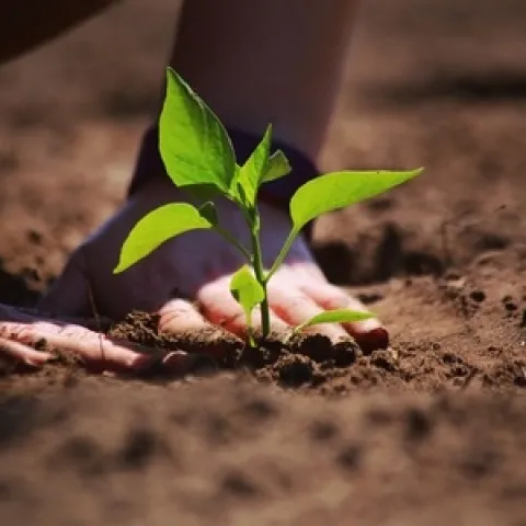 Photo of hands patting down soil around pepper seedling