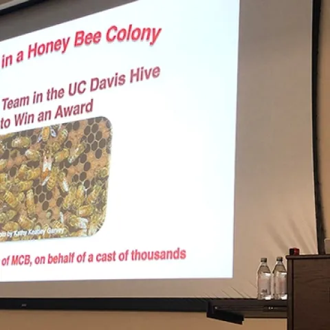 UC Davis distinguished professor Walter Leal delivering his Academic Senate Faculty Distinguished Research Award lecture. (Photo by Kathy Keatley Garvey)
