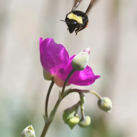Bombus fervidus, formerly known as B. californicus, makes a beeline for a rock purslane in a Vacaville garden. (Photo by Kathy Keatley Garvey)