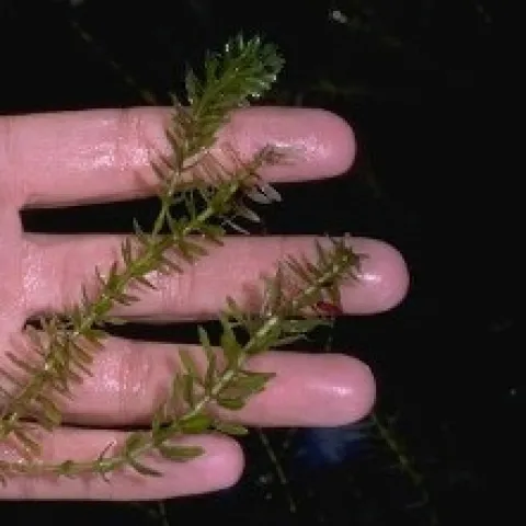 A hand holding a dark green aquatic plant.