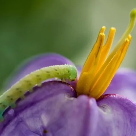 Due to plant defense mechanisms, the flowers of silverleaf nightshade (Solanum elaeagnifolium) are consumed less by natural predators like this tobacco hornworm (Maduca sexta) if the plant is frequently mowed. (photo credit: Alejandro Vasquez)