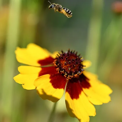 A sweat bee, genus Halictus, sailing over a Coreopsis in a Vacaville pollinator garden. June is National Pollinator Month. (Photo by Kathy Keatley Garvey)