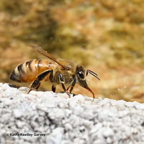 A honey bee, its proboscis extended, collects water from the edges of a birdbath. (Photo by Kathy Keatley Garvey)