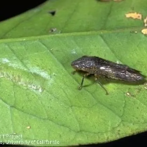 A brown insect on a green leaf.