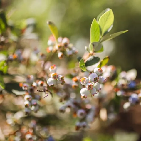 After harvesting berries, cut spent canes to the ground. (Photo: Sarah del Pozo)