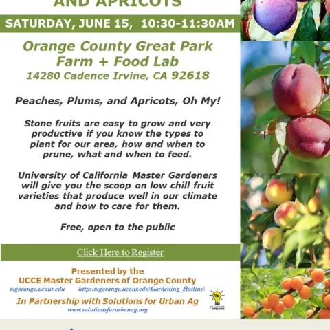 Peaches, Plums, Apricots – Your Guide to a Bountiful Harvest