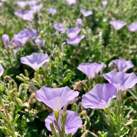 This time of year, enjoy morning glory groundcover and other annuals and perennials, such as vinca, cockscomb and tickseed. (Photo: Jeannette Warnert)