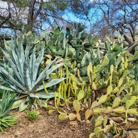 1 Prickly Pear Cactus Pena Adobe - A.Alvarado