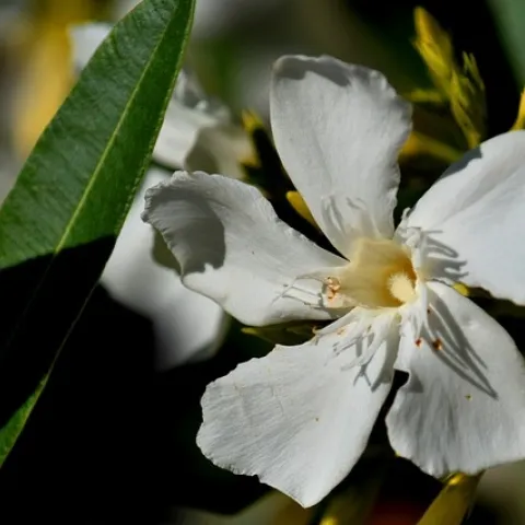 photo by Thanasis Papazacharias on Pixabay