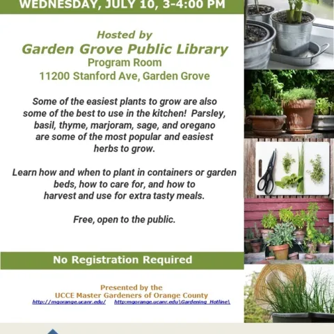 Make your kitchen garden thrive! Discover the secrets to growing and using herbs like thyme and oregano.