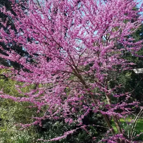 Redbud in bloom in the spring, Jeanette Alosi