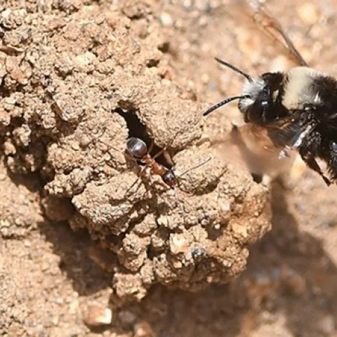 A digger bee, Anthophora bomboides standfordina, heading to her nest at Bodega Head. Note the ant. (Photo by Kathy Keatley Garvey)
