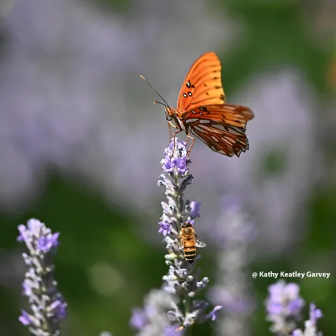 A Gulf Fritillary and a honey bee sharing the same lavender blossom in a Vacaville garden. (Photo by Kathy Keatley Garvey)