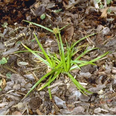 A small green plant with long, narrow leaves in a bed of brown wood bark mulch.
