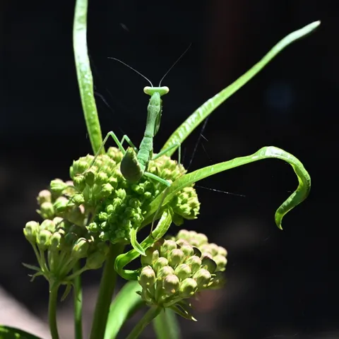 A camouflaged praying mantis, a Stagmomantis limbata, perched on a narrow-leafed milkweed, Asclepias fascicularis. (Photo by Kathy Keatley Garvey)
