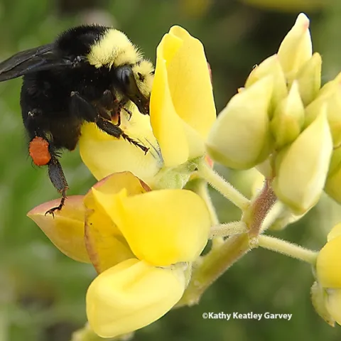 A queen yellow-faced bumble bee, Bombus vosnesenskii, foraging on yellow bush lupine at Doran Regional Park, Bodega Bay. Note the bright red pollen. (Photo by Kathy Keatley Garvey)