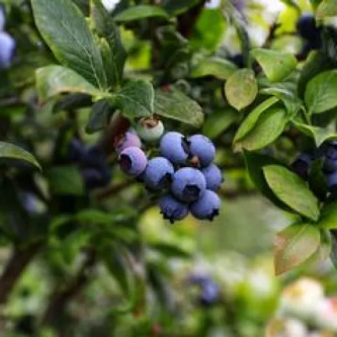 Growing Blueberries in SCC 2024