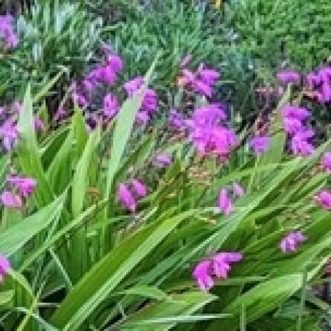 photo by Michelle Krespi