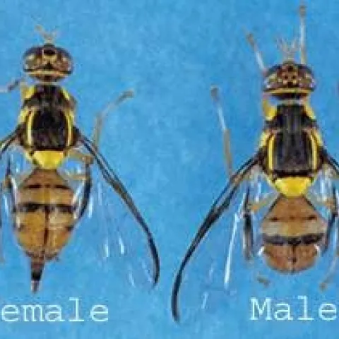 oriental fruit fly image