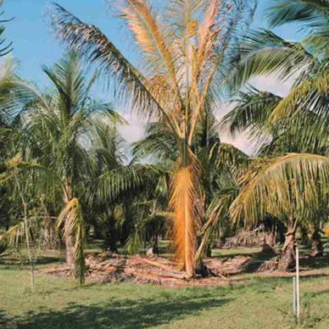 Phytoplasma disease palm