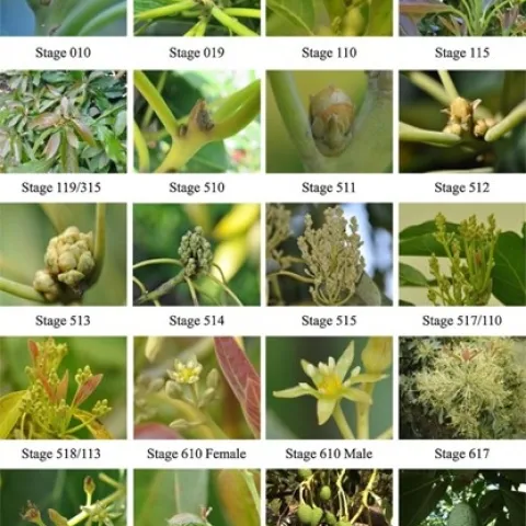 avocado phenological stages
