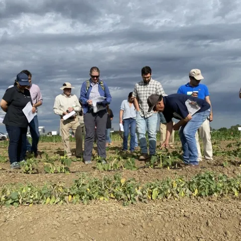 Kassim Al-Khatib, right, of the Department of Plant Sciences, explains symptoms from the group of herbicides that work by mimicking plant hormones and the synthesis of fatty acids, demonstrated on rows of annual crops
