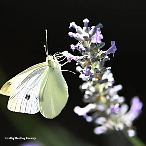 A cabbage white butterfly nectaring on lavender in a Vacaville garden. (Photo by Kathy Keatley Garvey)