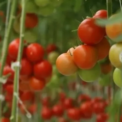 photos from openverse