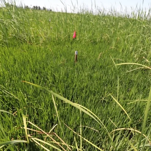 Cattail control with Loyant® CA at 1.33 pint - A treated plot at 14 days after herbicide application in 2023