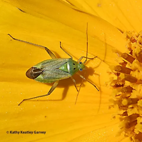 Potato capsid, Closterotomus norvegicus, feeding on a chrysanthemum blossom. It also feeds on nettle, clover and cannabis. (Photo by Kathy Keatley Garvey)