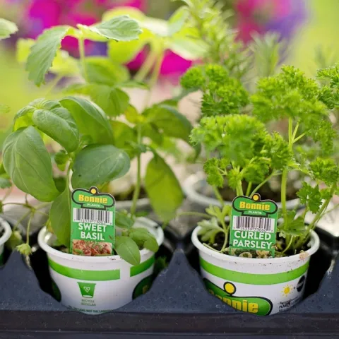 planting-4226840 1280 Pixabay