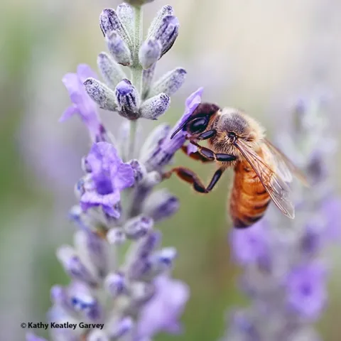 A honey bee nectars on lavender in a Vacaville garden. The soft pastel colors almost resemble a painting. (Photo by Kathy Keatley Garvey)