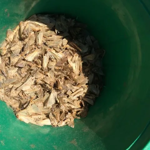 Figure 1. Pheromone bucket trap showing armyworm moths.