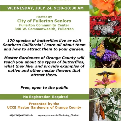 Invite Butterflies to Your Garden! Learn How!