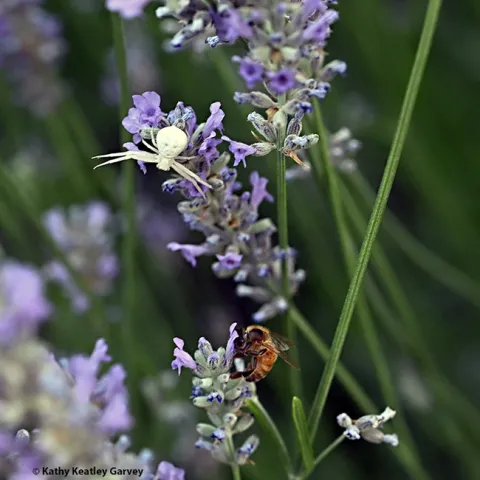 A crab spider lies in wait, as a honey bee nectars on a lavender blossom. (Photo by Kathy Keatley Garvey)